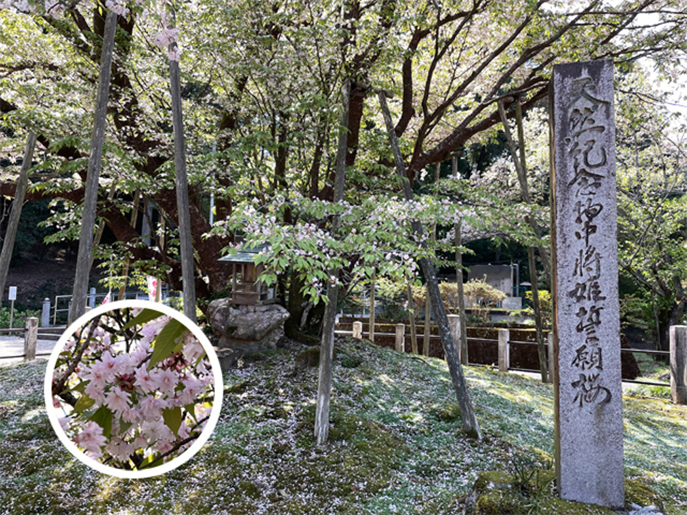 中将姫誓願桜