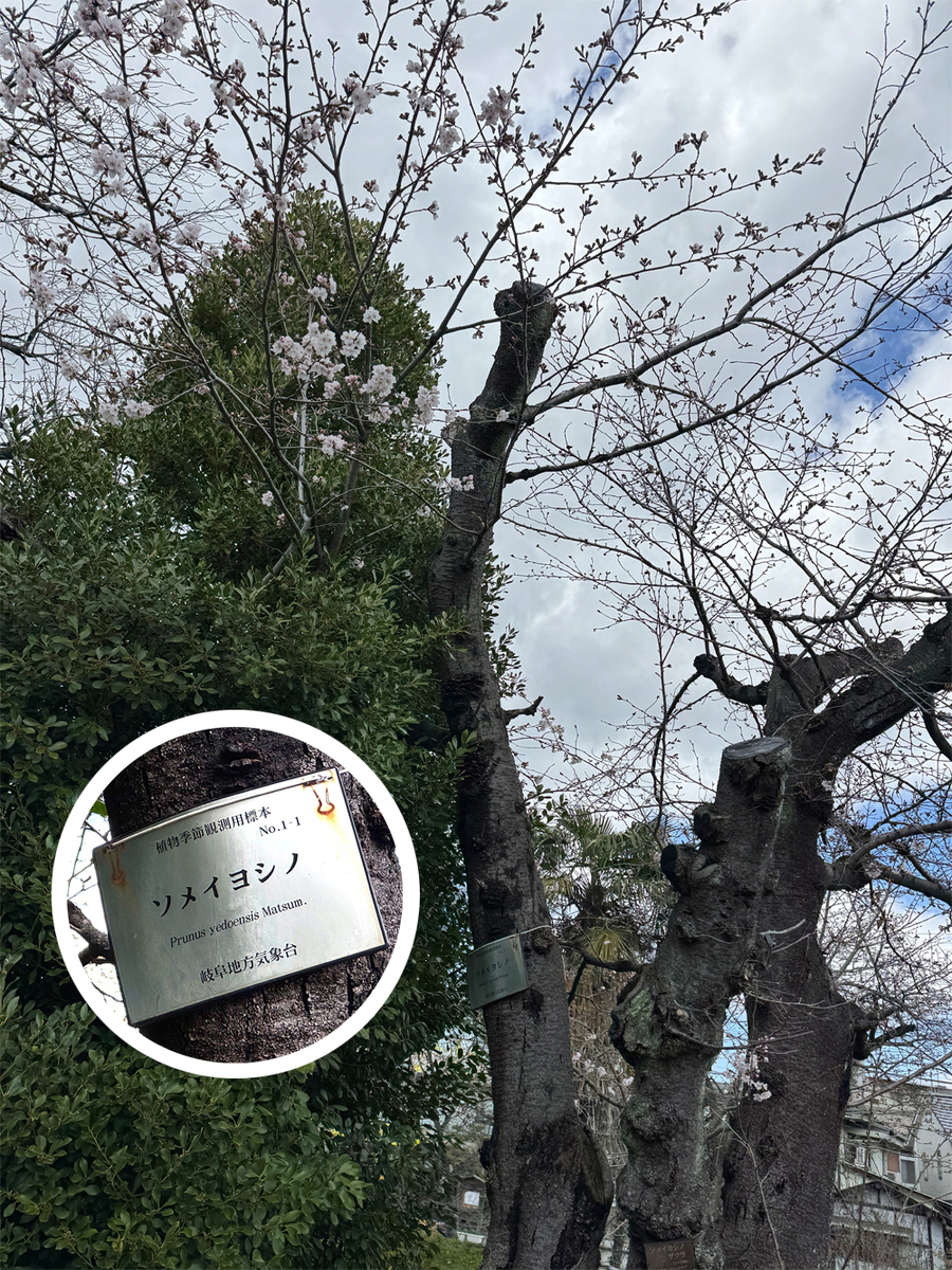 標本木のソメイヨシノ