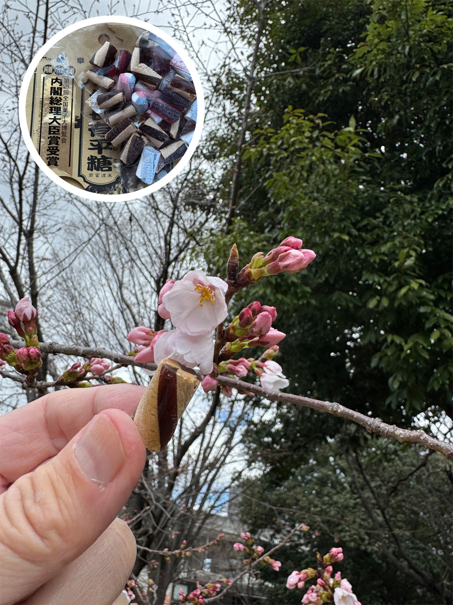 加納の清水川沿いの桜と信長有平糖
