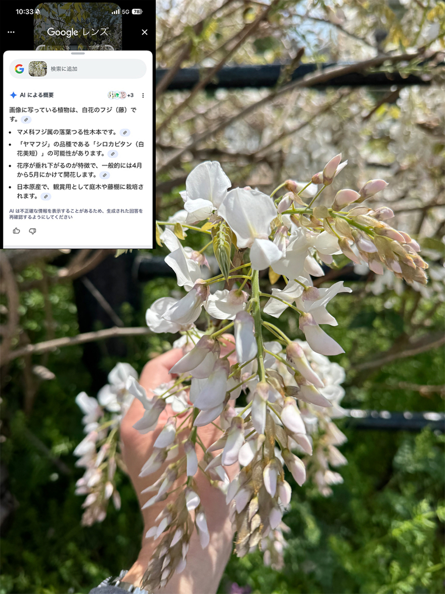 シロカピタン