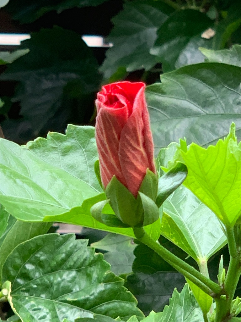 f:id:hiromigou:20190830142913j:image f:id:hiromigou:20190830142913j:image