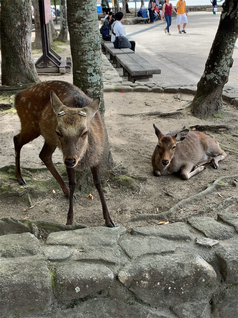 f:id:hiromigou:20191104233930j:image f:id:hiromigou:20191104233930j:image