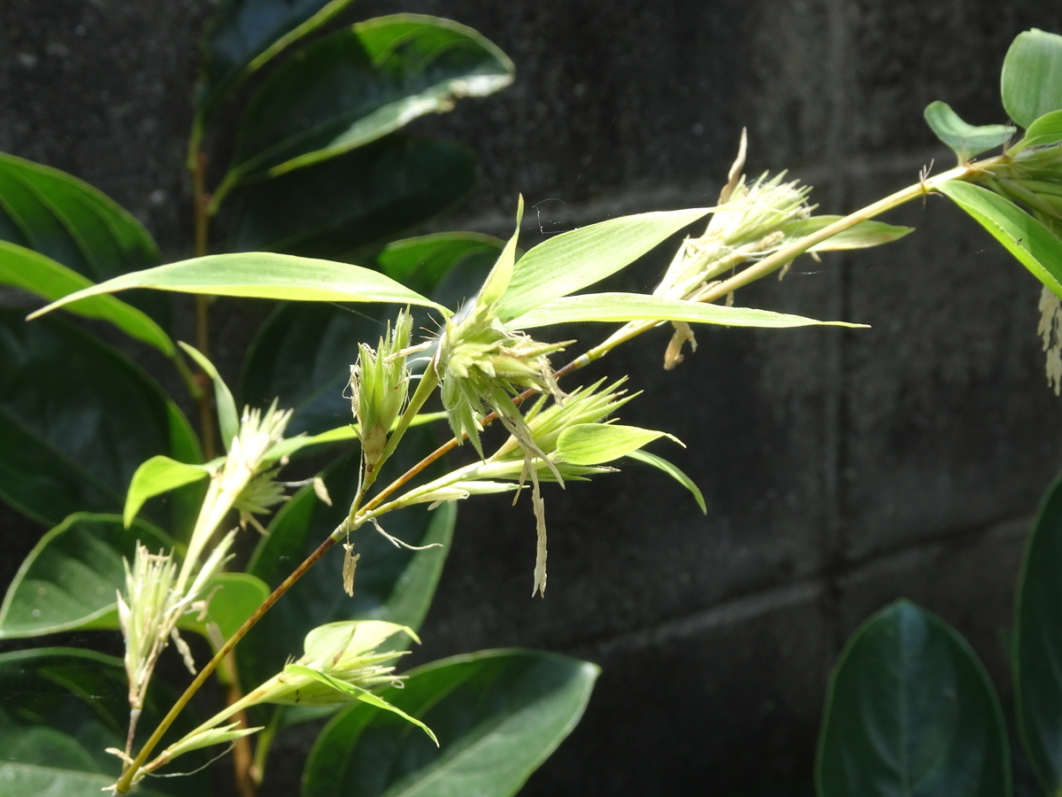 竹の花が咲いた。120年に一度。 - hiromiyoshi2000のブログ
