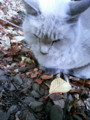 20081124104700
