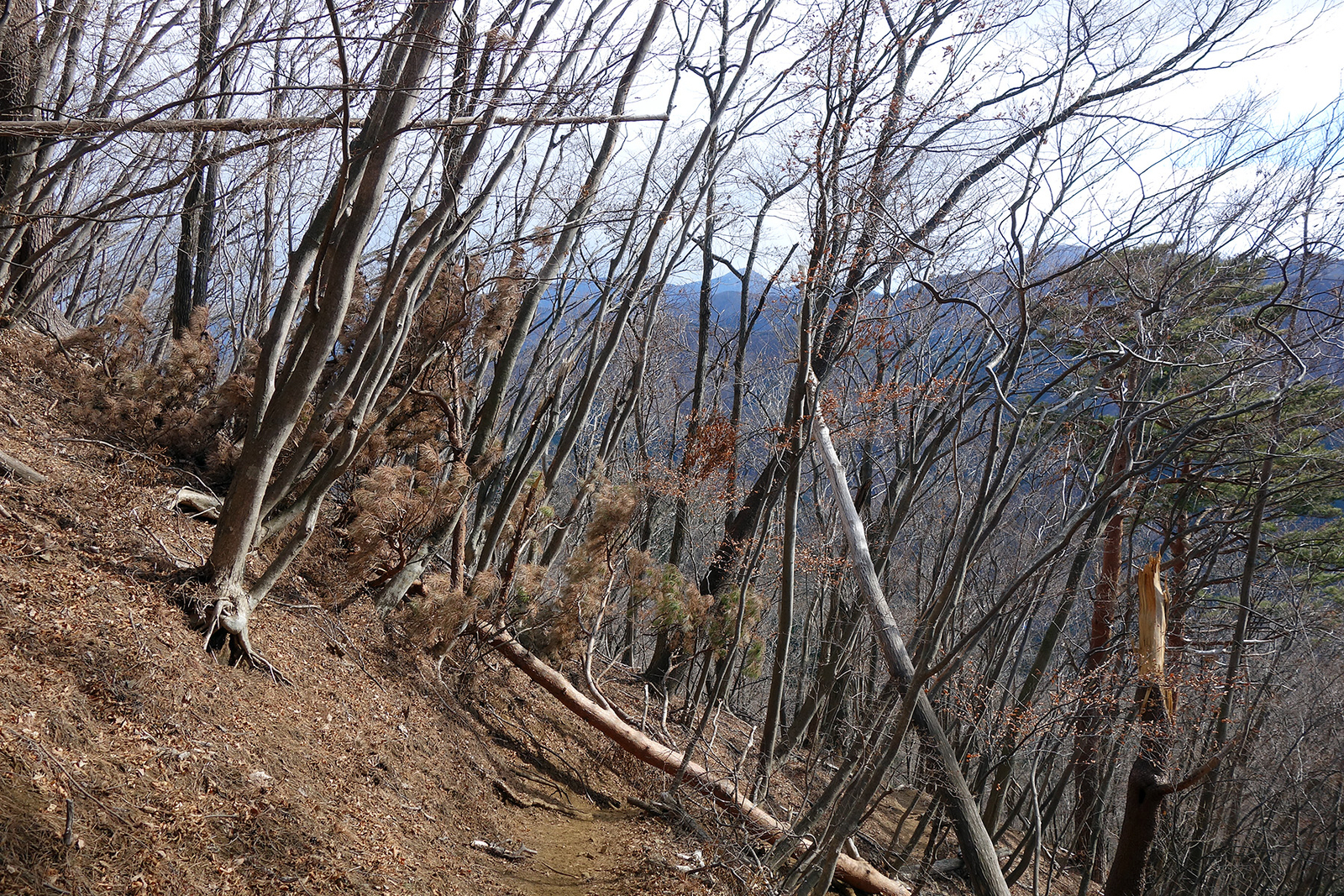 f:id:hiromu228:20190128144504j:plain