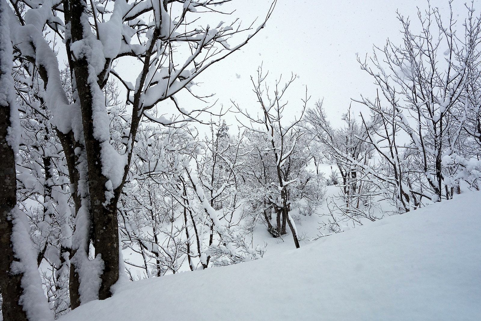 f:id:hiromu228:20190212180451j:plain