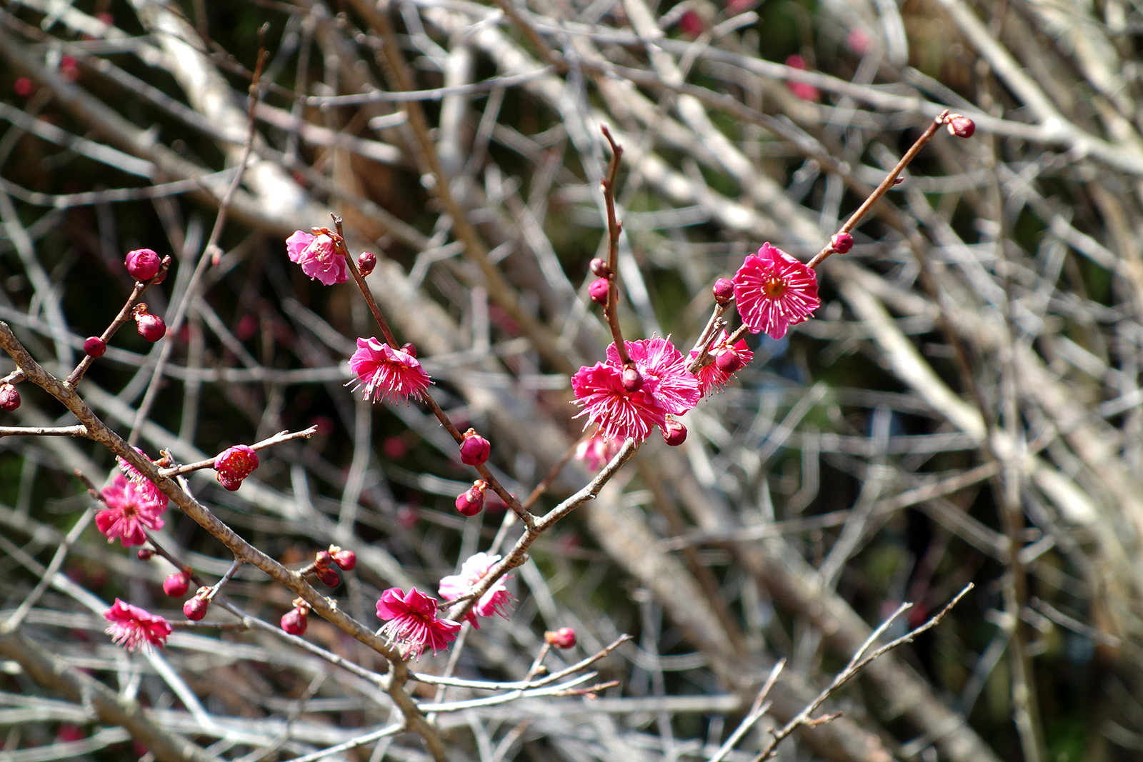 f:id:hiromu228:20190304182129j:plain f:id:hiromu228:20190304182129j:plain