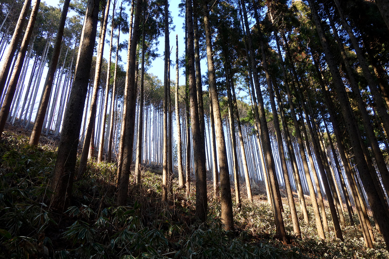 f:id:hiromu228:20190304182256j:plain f:id:hiromu228:20190304182256j:plain