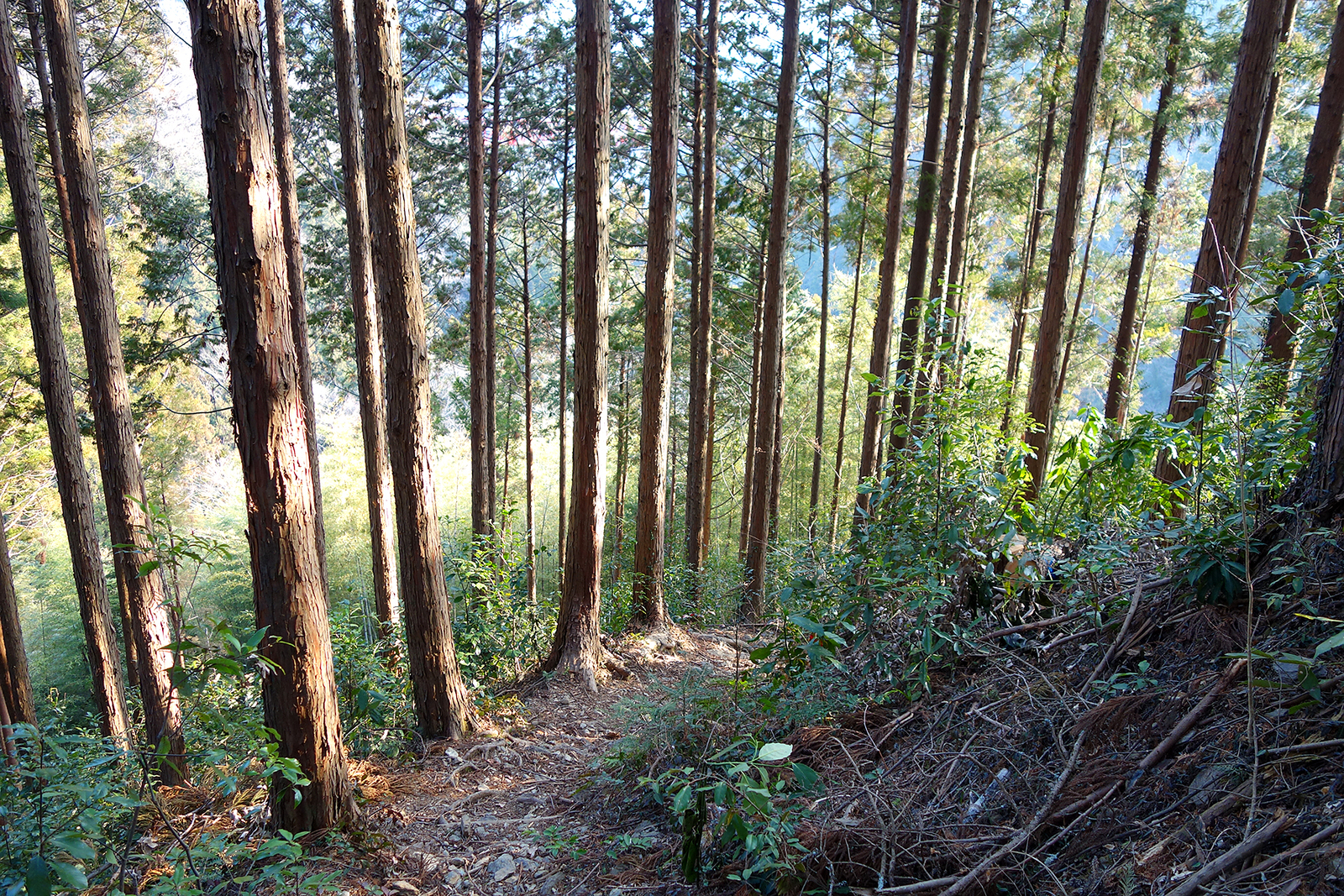 f:id:hiromu228:20190304182308j:plain f:id:hiromu228:20190304182308j:plain