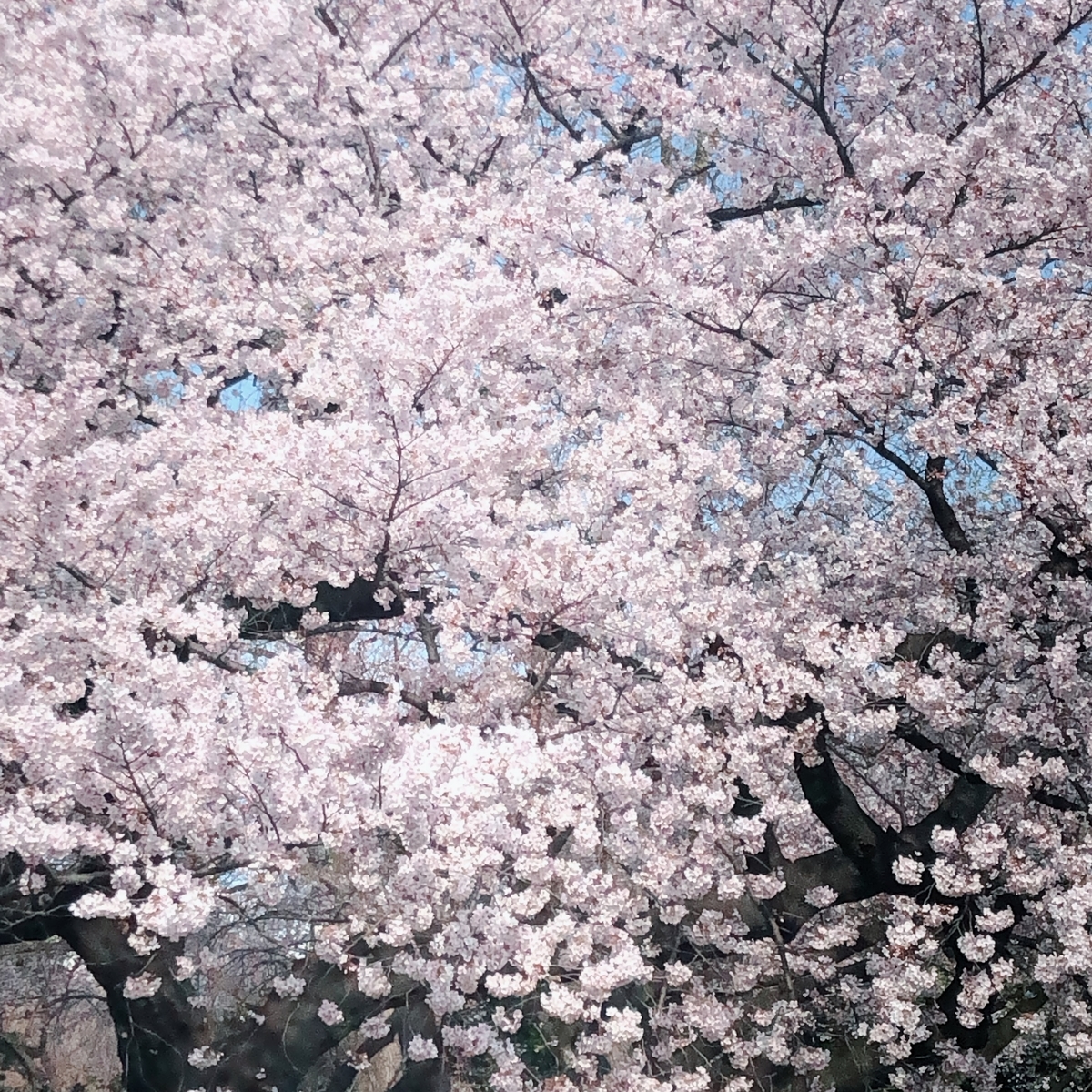 f:id:hironanpa:20190410133330j:plain f:id:hironanpa:20190410133330j:plain