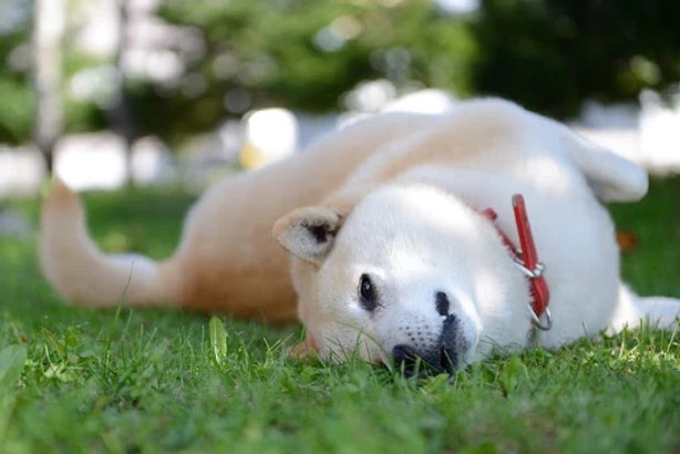 f:id:hironobuki1220:20210509104830j:plain