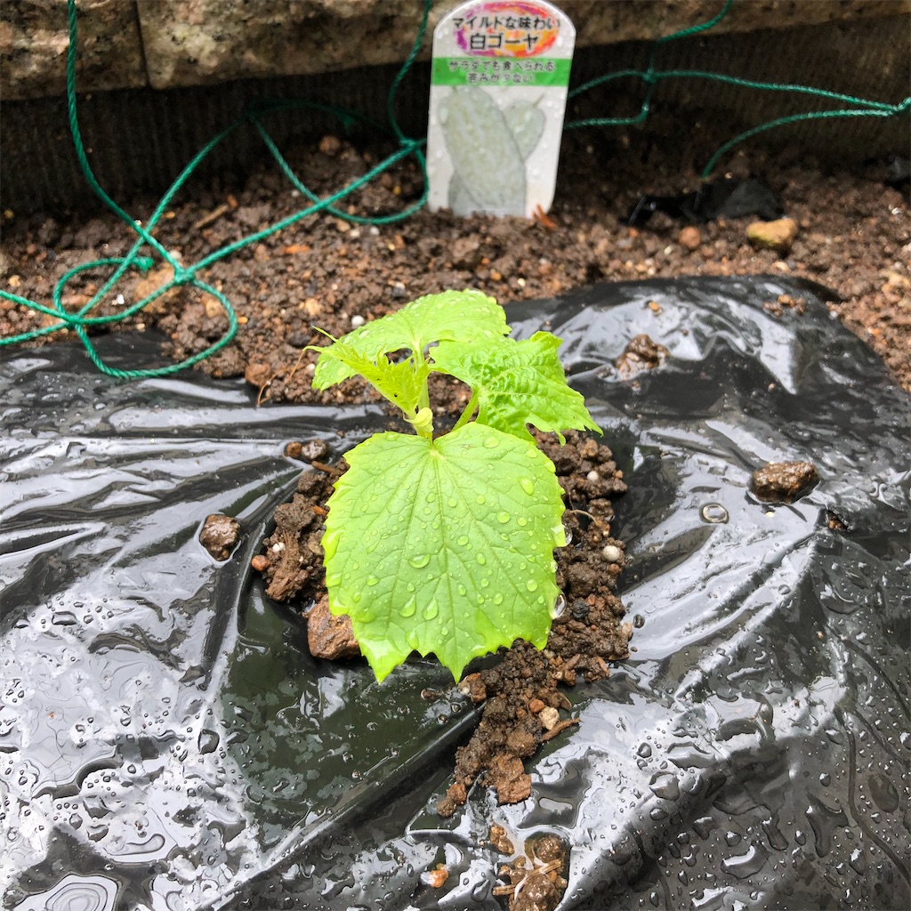 f:id:hironoche:20200420141230j:image f:id:hironoche:20200420141230j:image