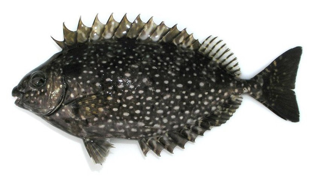 f:id:hiroooofishing:20190331010738j:image