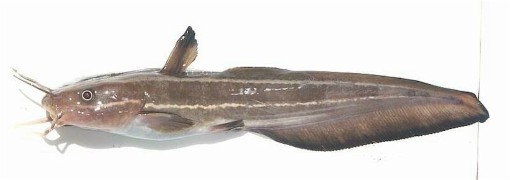 f:id:hiroooofishing:20190331011002j:image