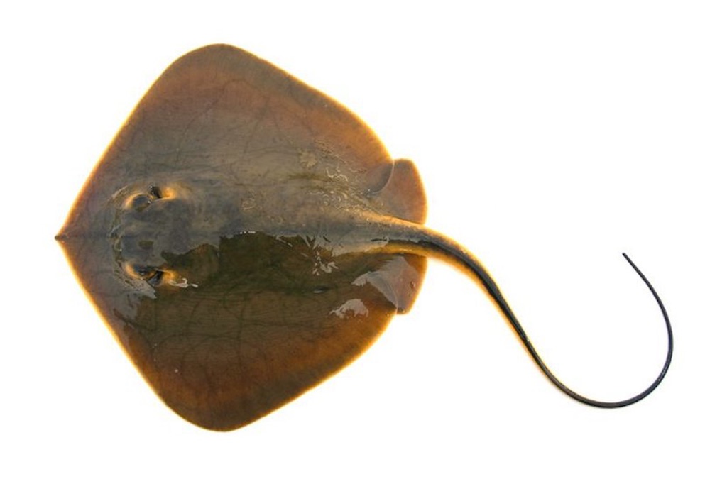 f:id:hiroooofishing:20190331011108j:image