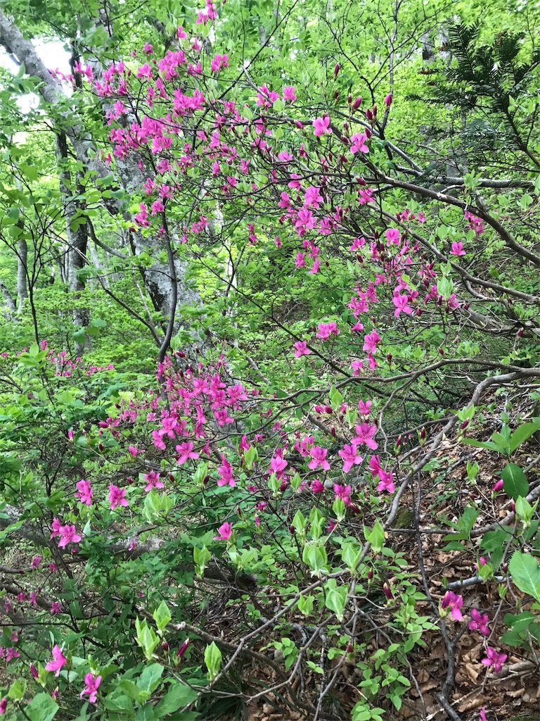 f:id:hiroooofishing:20190404015713j:image