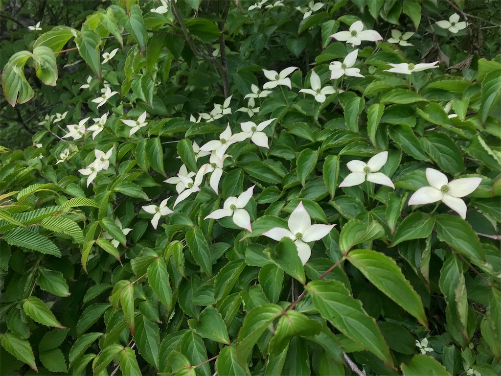 f:id:hiroooofishing:20190404150547j:image