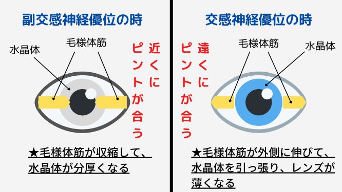 f:id:hiropon1015:20210518211239j:plain