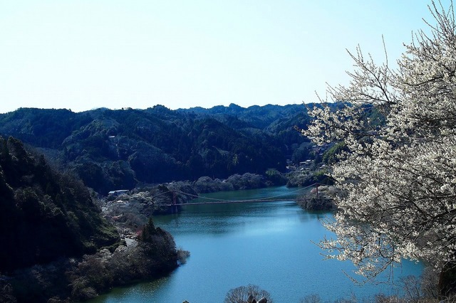 春の月ヶ瀬へお花見ツーリング 梅満開で超気持ちいいオススメコース Bikenjoy 春の月ヶ瀬へお花見ツーリング 梅満開で超気持ちいいオススメコース Bikenjoy