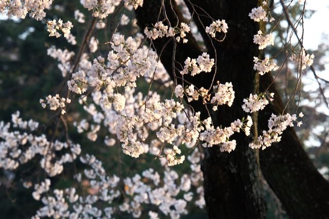 f:id:hiroro5:20150329060023j:image:w800
