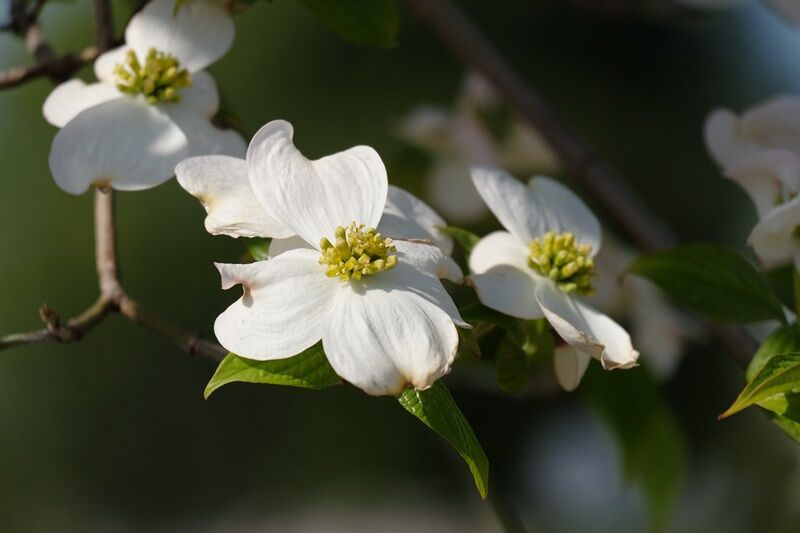 4/25 くすのき公園を花散歩 - 道草日和り