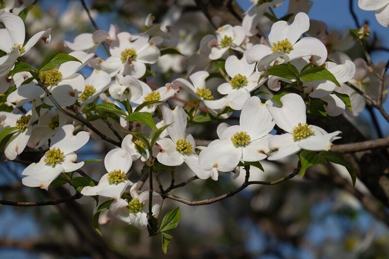4/25 くすのき公園を花散歩 - 道草日和り