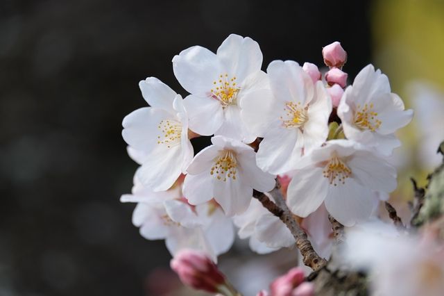 f:id:hiroro5:20150329060022j:image:w800