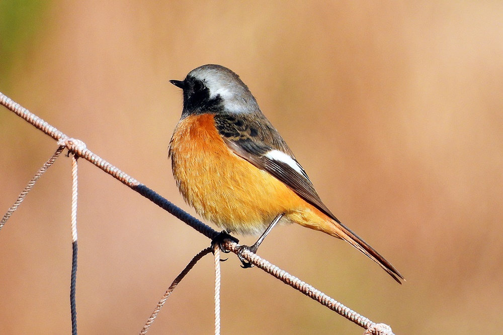 12月28日の野鳥観察 - 観察日和り