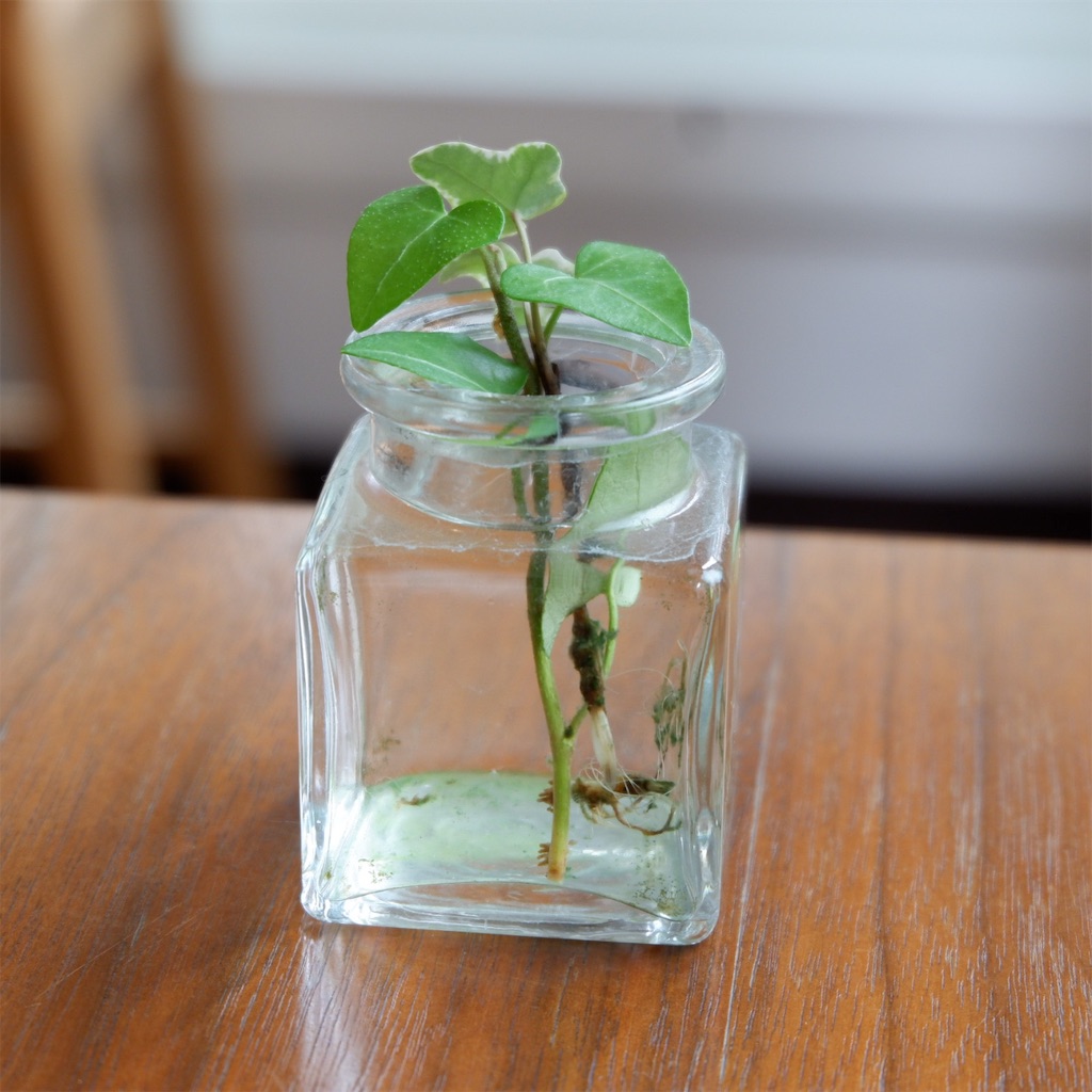 f:id:hirorocafe0106:20190806122525j:image