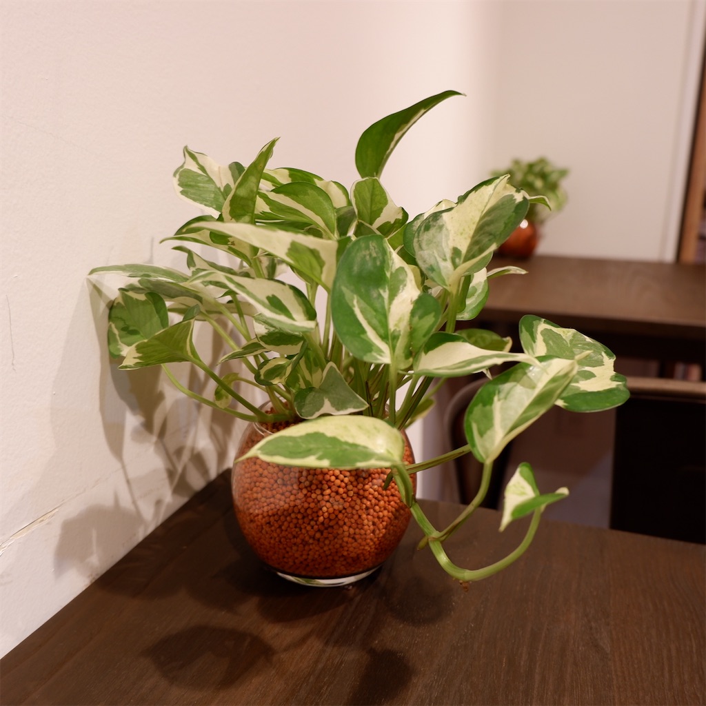 f:id:hirorocafe0106:20210207231539j:image f:id:hirorocafe0106:20210207231539j:image