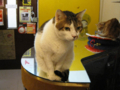 阿猫地攤(Cat Store), #368