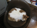 阿猫地攤(Cat Store), #367