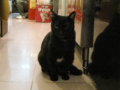 阿猫地攤(Cat Store), #0374