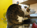 阿猫地攤(Cat Store), #0386