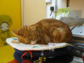 阿猫地攤(Cat Store), #0403
