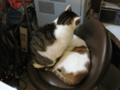 阿猫地攤(Cat Store), #0404