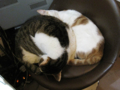 阿猫地攤(Cat Store), #0408