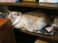 阿猫地攤(Cat Store), #0411
