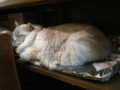 阿猫地攤(Cat Store), #0412