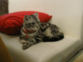 阿猫地攤(Cat Store), #0423