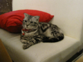 阿猫地攤(Cat Store), #0425