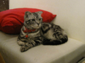 阿猫地攤(Cat Store), #0426
