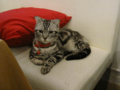 阿猫地攤(Cat Store), #0427