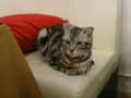 阿猫地攤(Cat Store), #0434