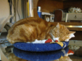 阿猫地攤(Cat Store), #0438