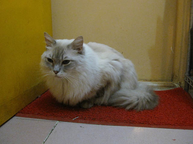 阿猫地攤(Cat Store), #0441