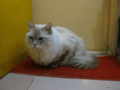 阿猫地攤(Cat Store), #0441