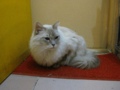 阿猫地攤(Cat Store), #0442