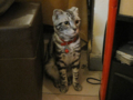 阿猫地攤(Cat Store), #0447