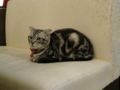 阿猫地攤(Cat Store), #0450